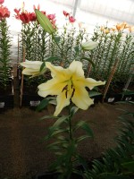 [4168 Baruta VWS No101.JPG]